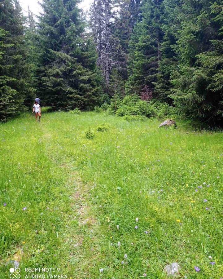 North Forest Žabljak Eksteriør bilde